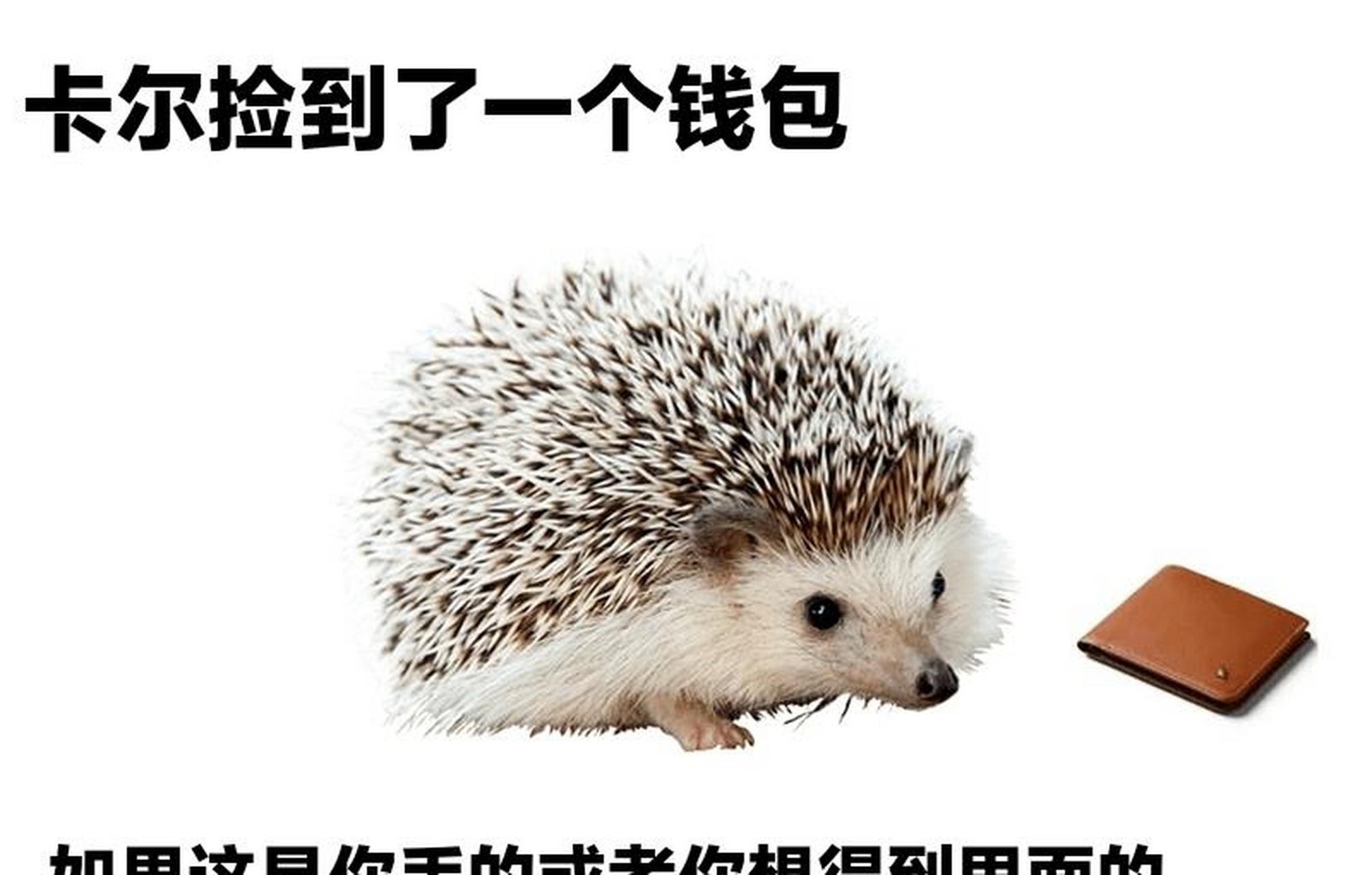 『刺猬』 卡尔,好久不见.