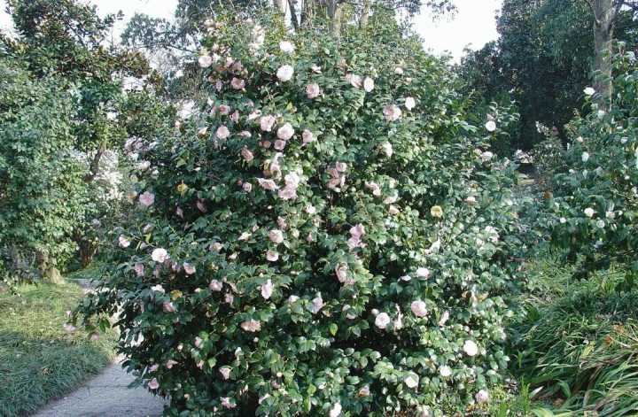 不止有梅!艳若桃花,去杭州植物园赏"小桃红"正是好时候