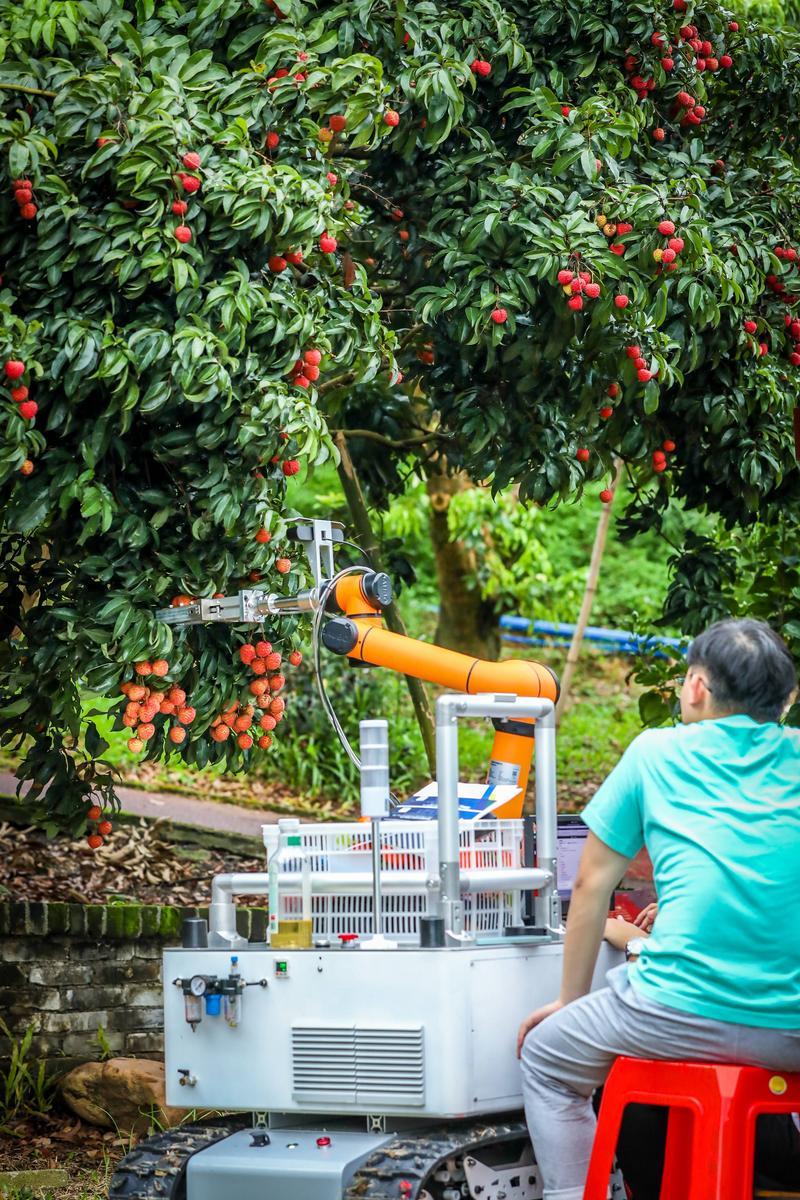 北园绿388元/斤!广州优质品种荔枝进入上市季