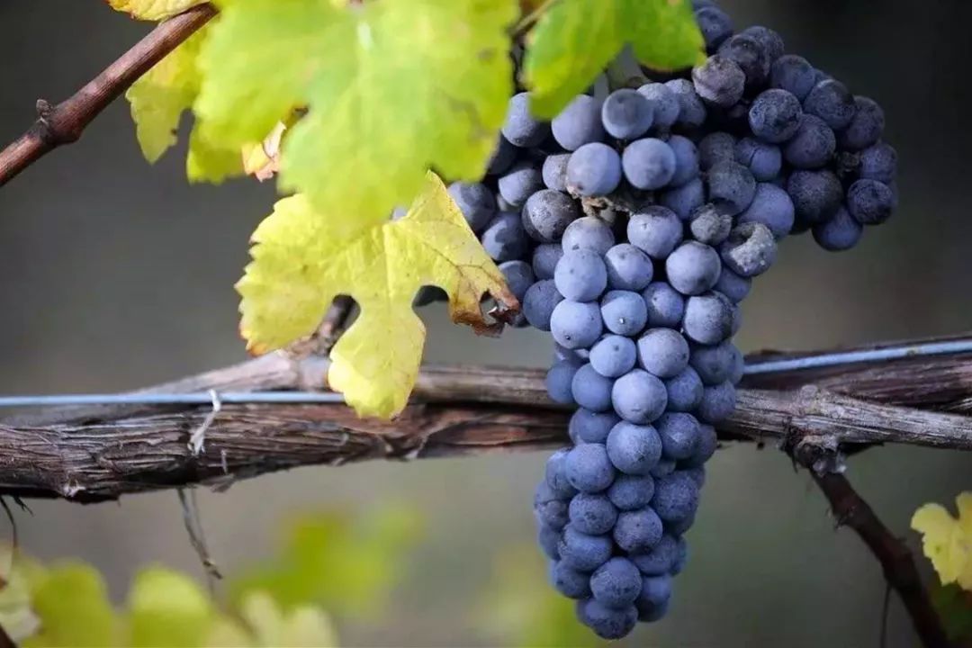 内比奥罗——葡萄界里的"天蝎座"