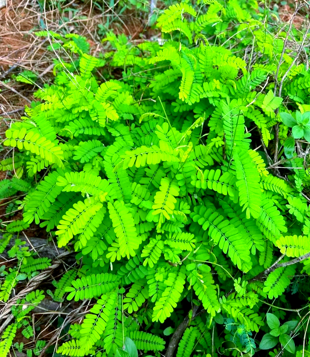 鸡骨草:中药材中的"护肝之星",多种功效缓解病痛