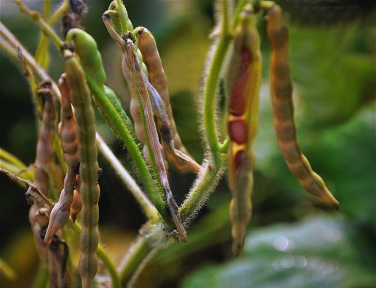 河间人,回忆老家的红小豆时光