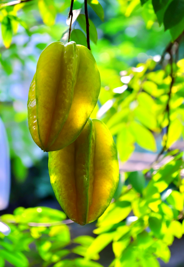 冬日杨桃采摘,从田间到餐桌的鲜果之旅