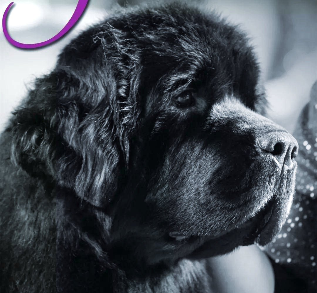 纽芬兰犬:一种温和,巨大且善于游泳的工作犬