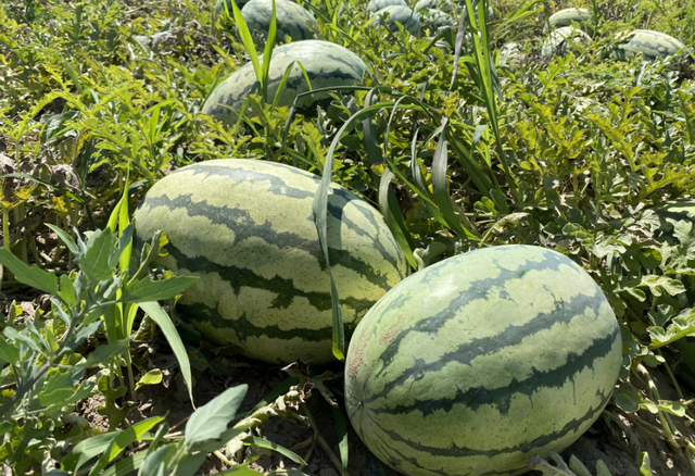 振兴路上丨"瓜田有喜"话丰年 金鑫奏响"丰收曲"