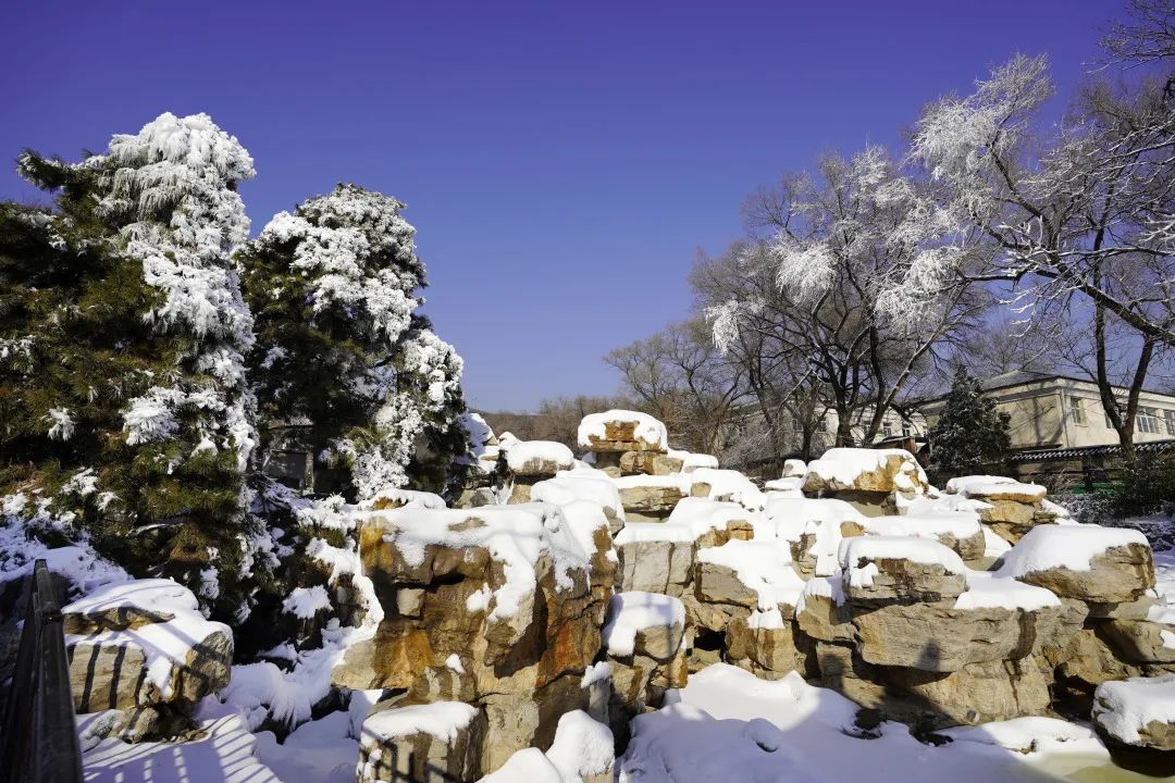 八大处雪景图片