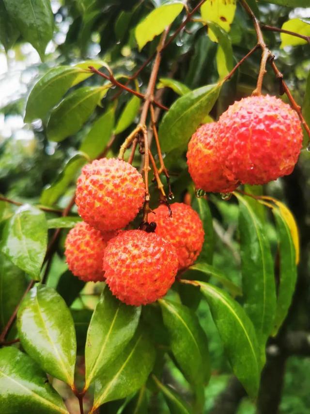 增城桂味荔枝 五良生态农业标准体系下的美味佳品