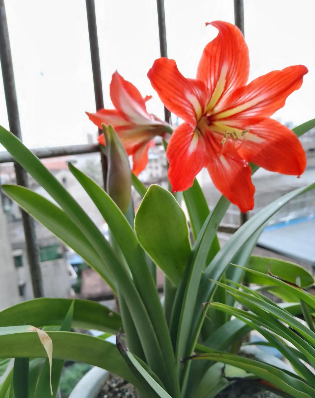 这盆花是我2008年买的,我养了十五年了,当时卖花的人说花的名字叫对兰