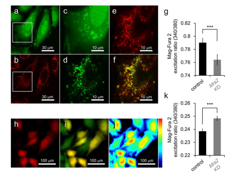 mag-fura-2;细胞内镁荧光探针
