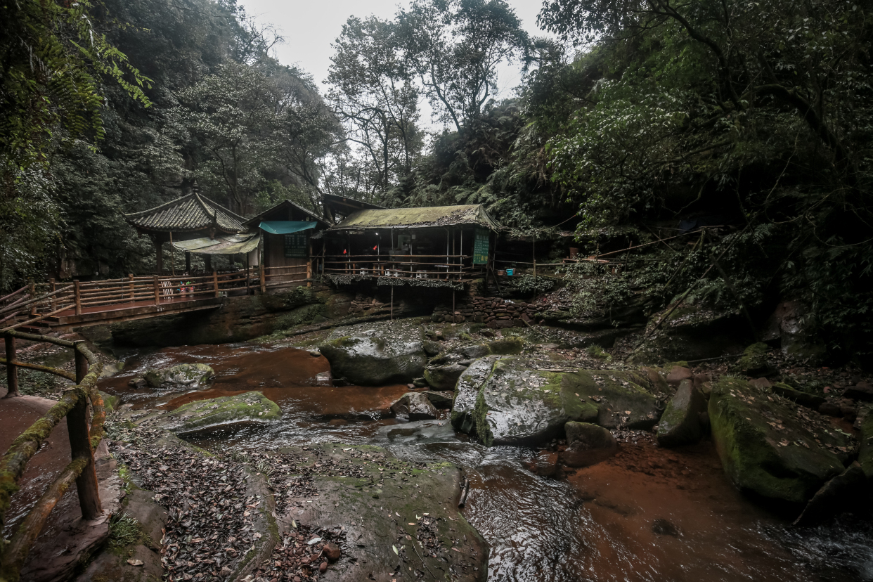 四川雅安碧峰峽及熊貓基地之旅