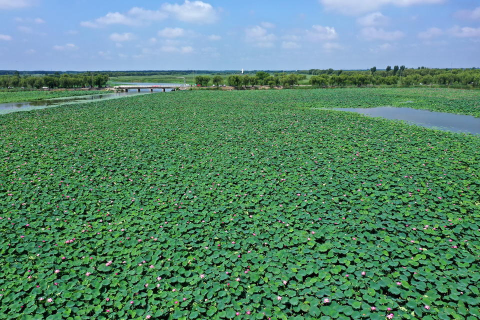 航拍章丘白云湖万亩红荷,入伏后千万朵荷花随风摇曳美丽动人