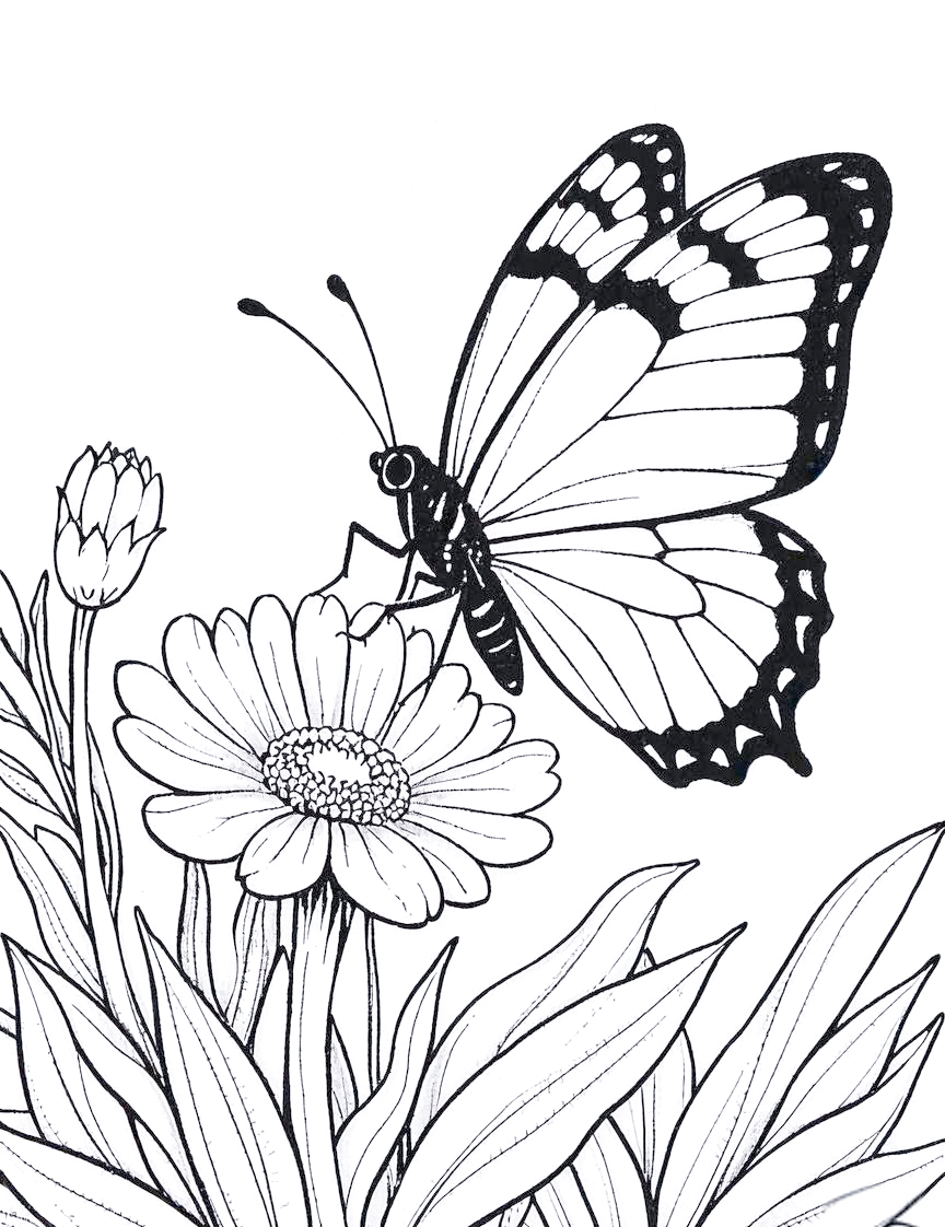 蝴蝶线描绘画技巧全解析