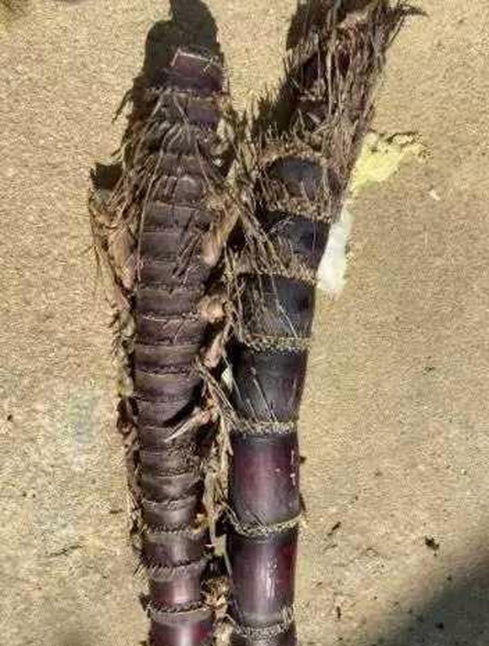 估计只有铁齿铜牙才能降服这根甘蔗.