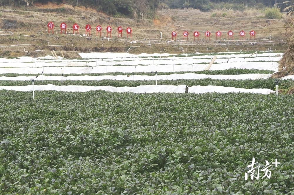 旱地西洋菜种植图片