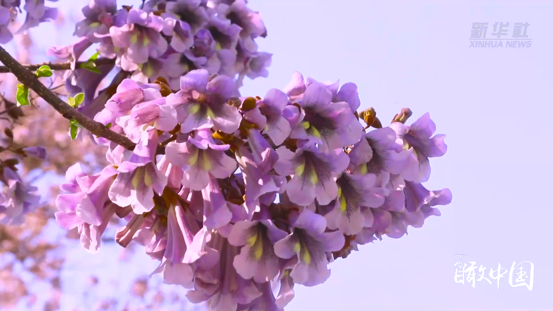 桐树如盖,桐花灼灼,香气满城:又是一年桐花开!