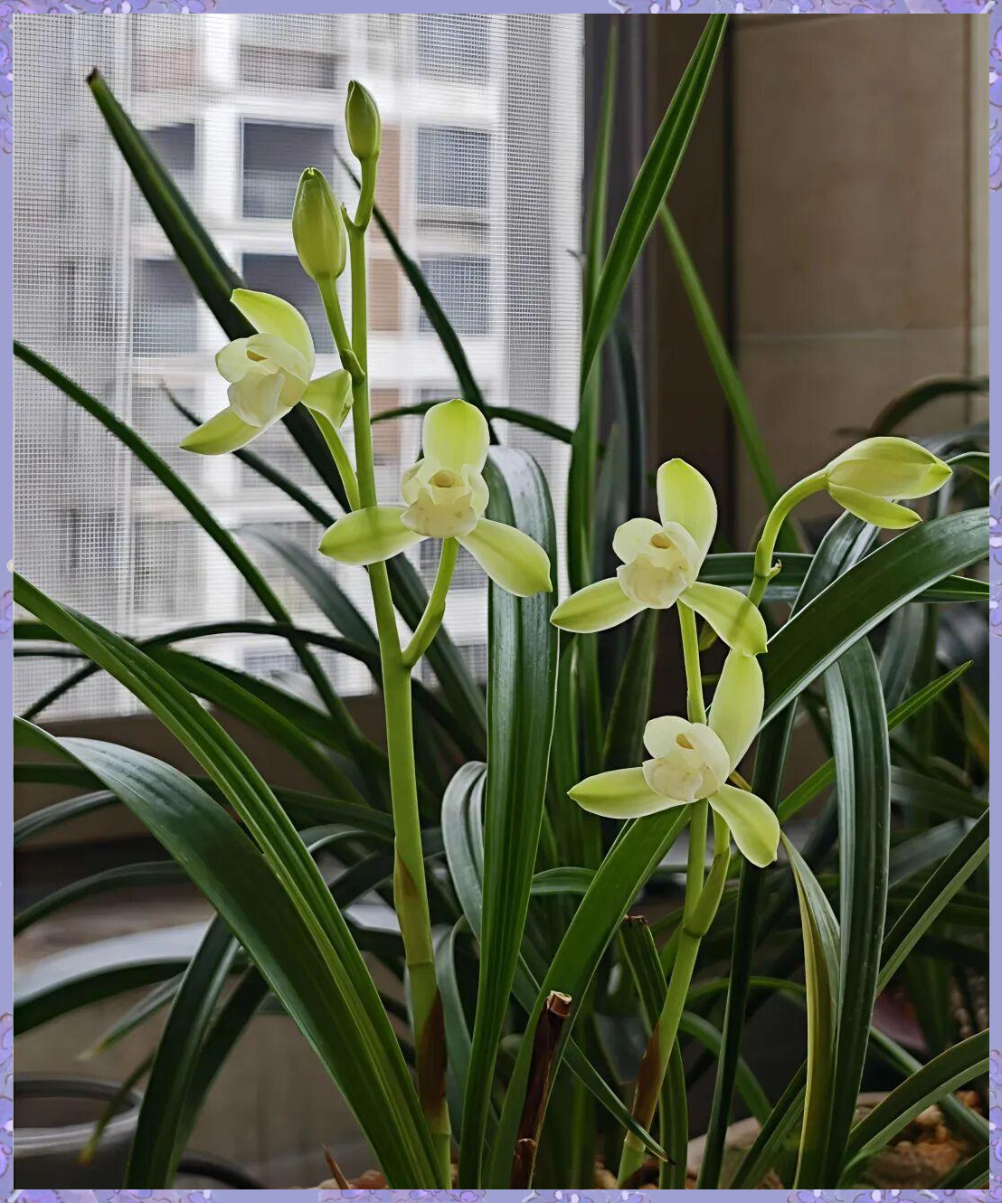 建兰素心品种的魅力探寻:6种兰花各显风姿