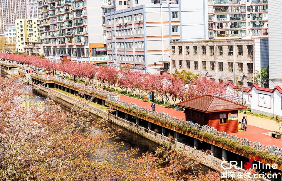 六盘水樱花图片