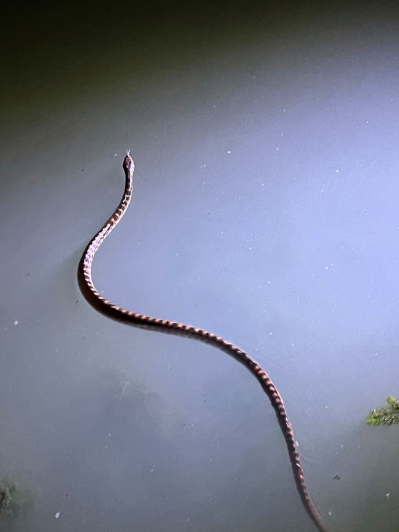 捅了蛇窝?浙江钓友一天之内碰到三条蛇,钓了一条捞了一条