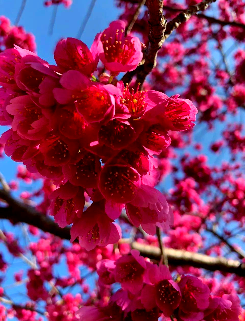 日本樱花季:目黑川樱花盛开全攻略