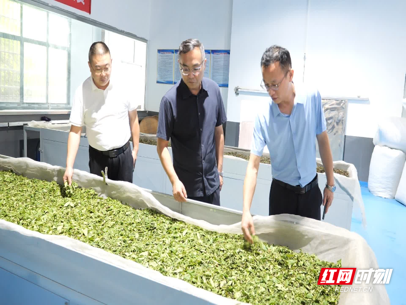 桑植:陈星深入企业一线走访调研