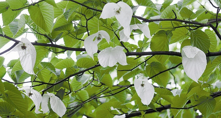 琪桐是什么植物裸子