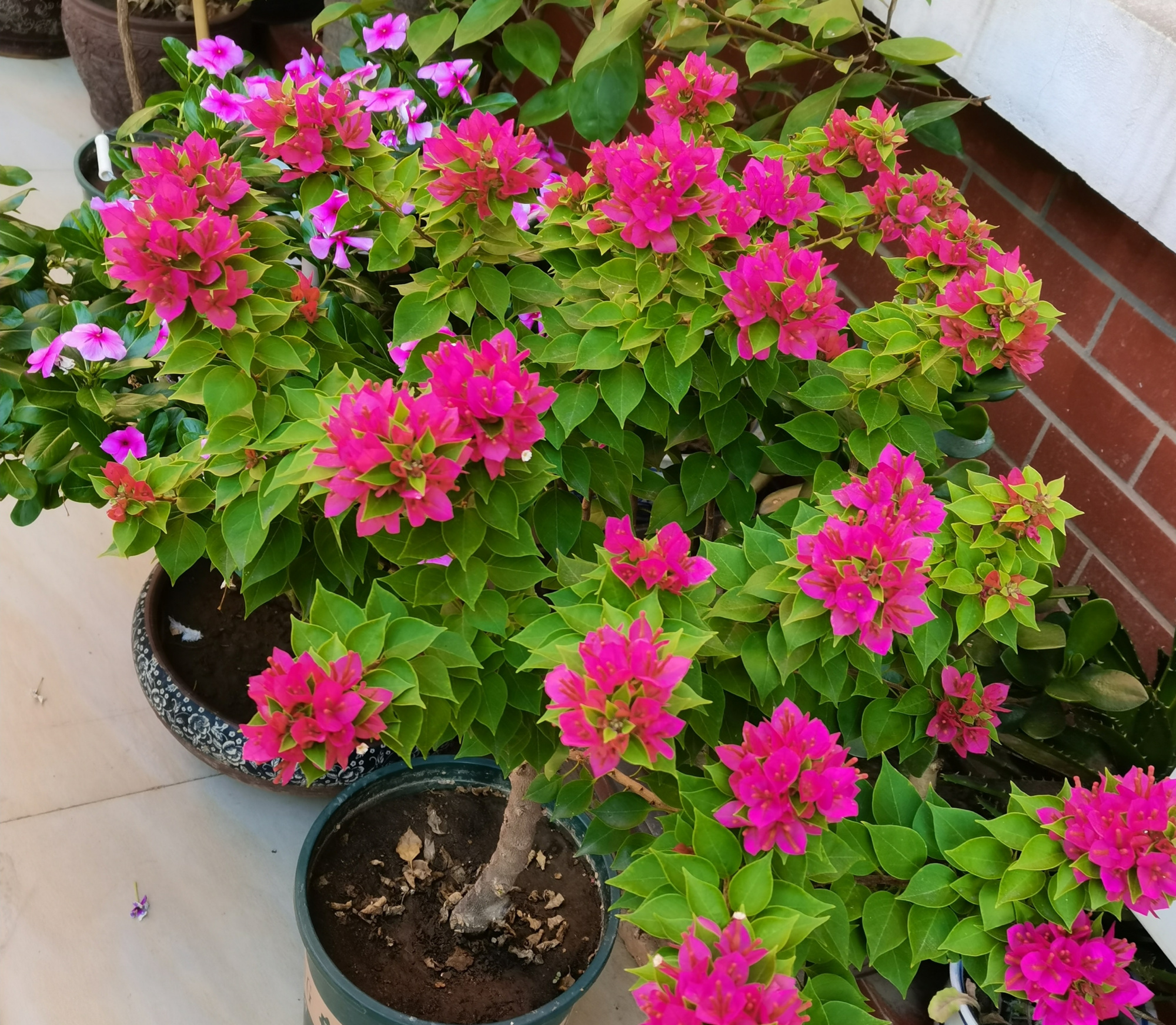 三角梅名品"塔紫",丰花勤花,养护容易,可做盆景,新手也能养