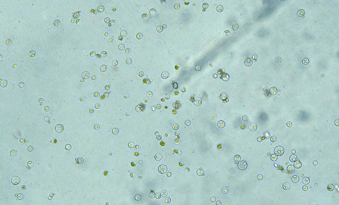 甘蔗原生质体制备与转化试剂盒ppt251新品上市,为实验增添新选择