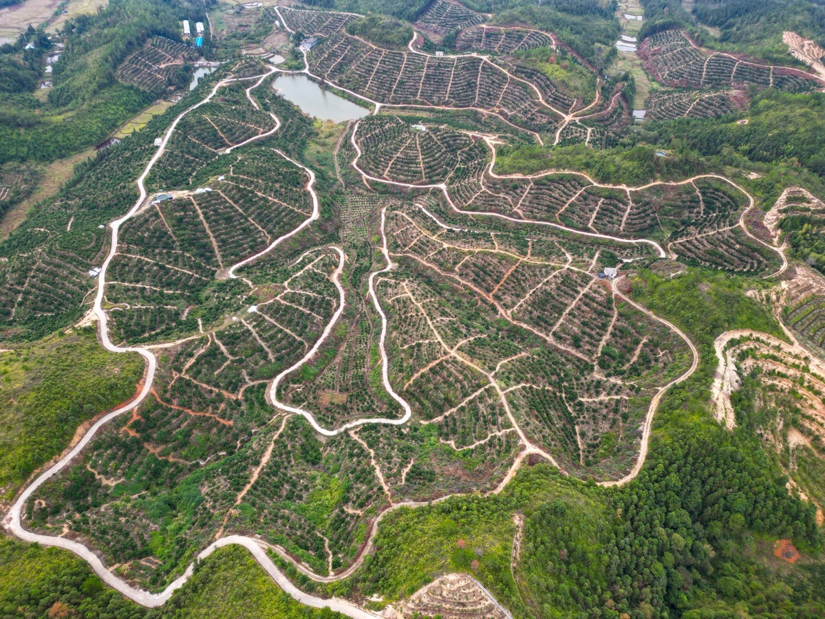 江西定南縣:油茶種植讓山上增綠,企業增效,農民增收,產業增值