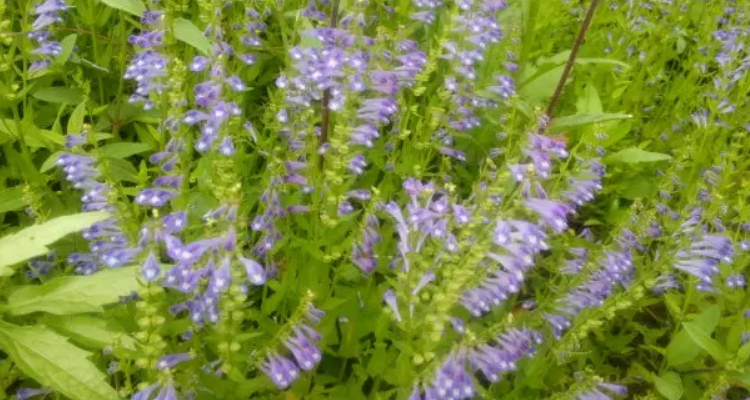 半枝莲为什么叫韩信草