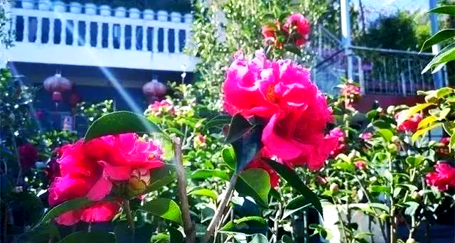 茶花品种大全各种茶花图片及名称