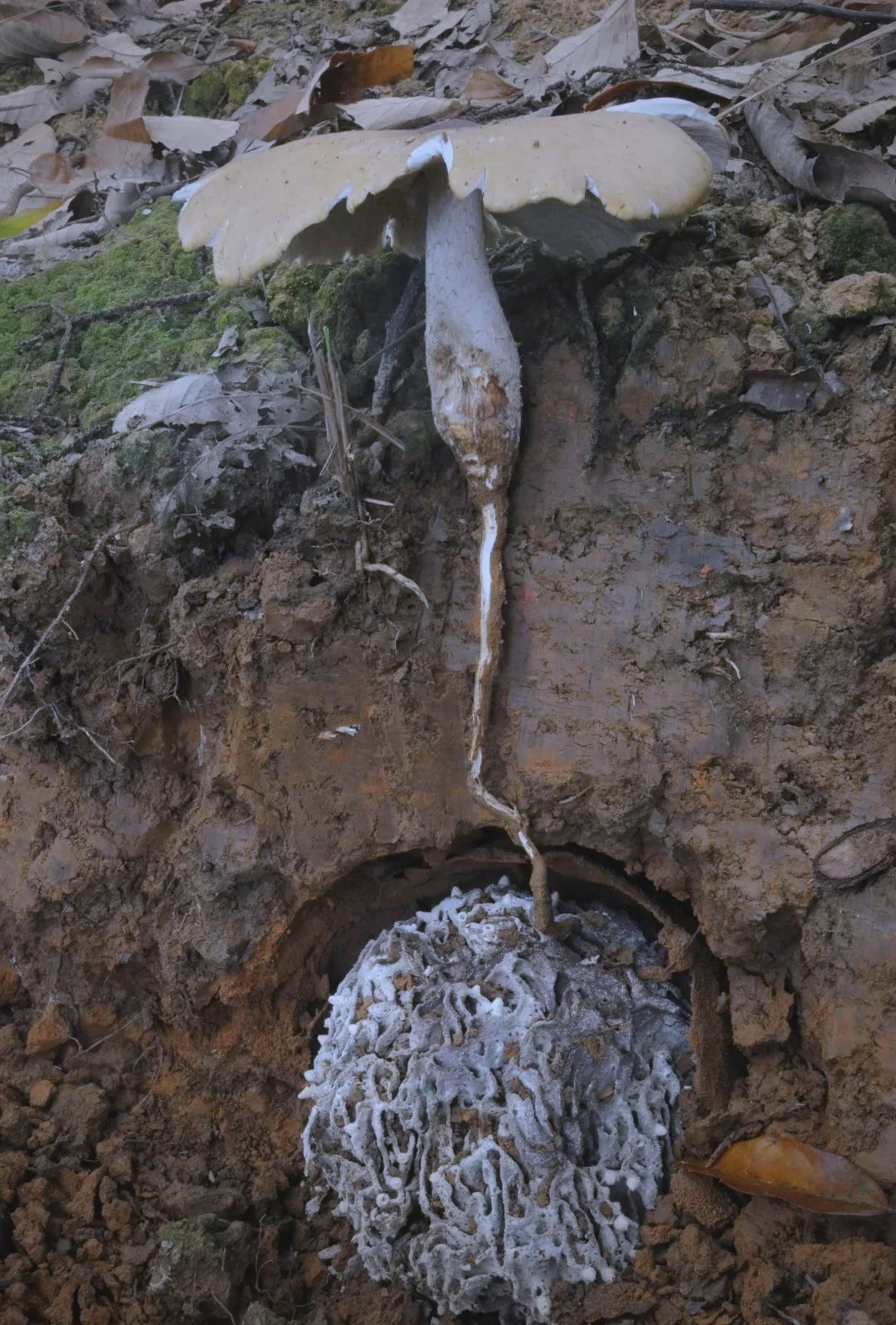 生长在白蚁窝上的野生菌,价值不菲,值得探寻与了解
