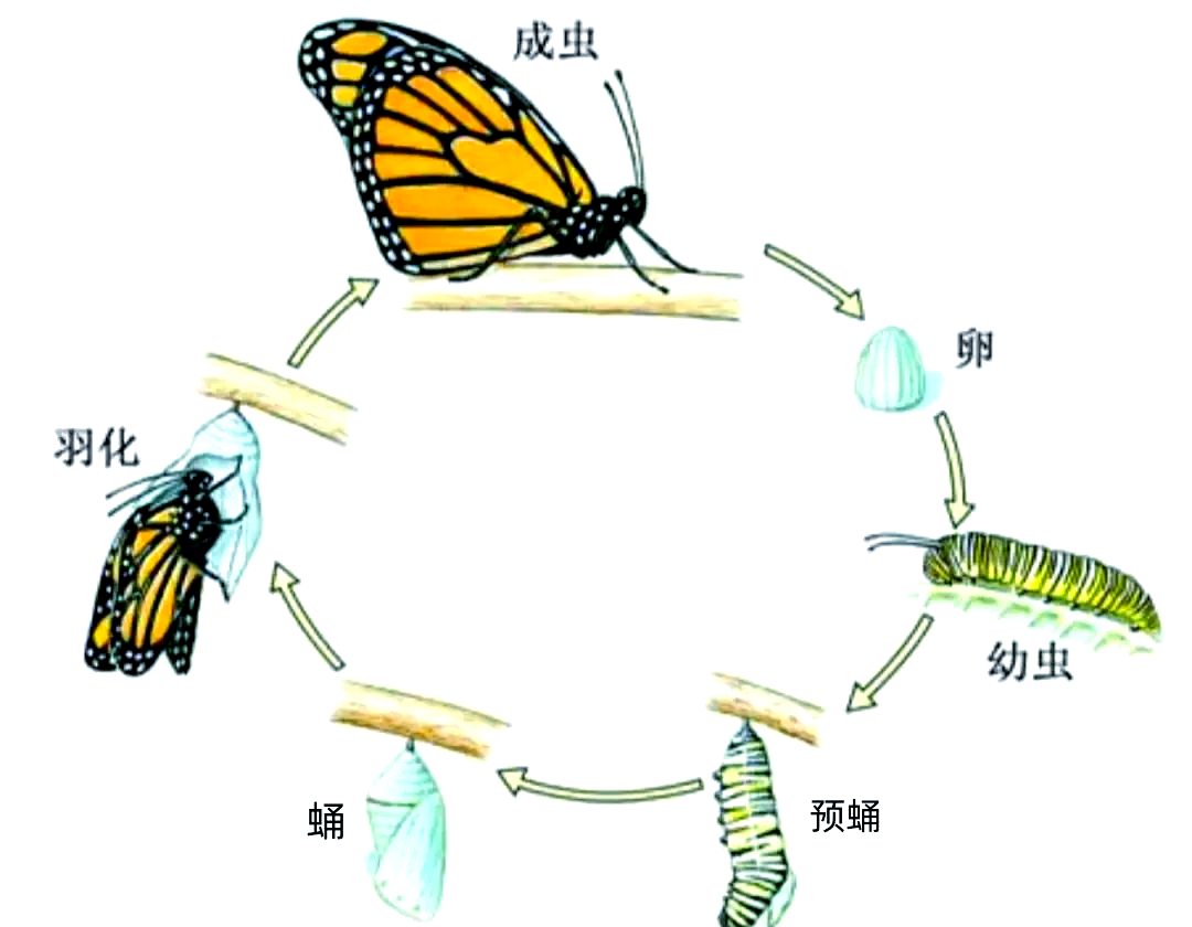 春季蝴蝶大揭秘:它们的生活与城市适应力