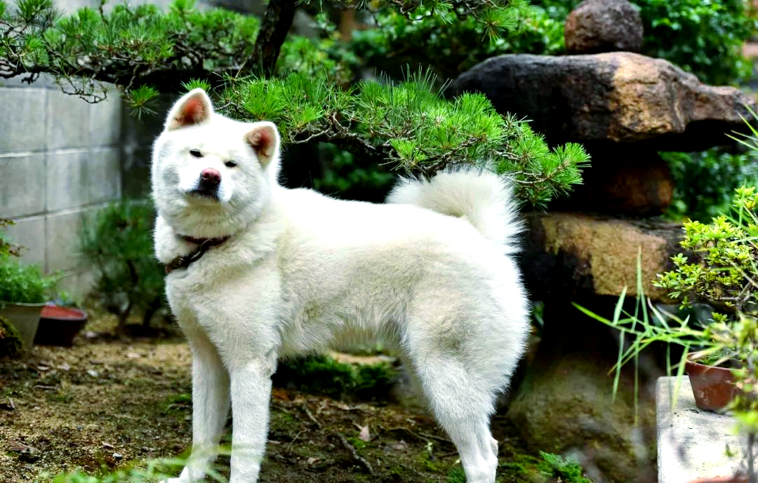 众多受欢迎的大型白色狗狗品种,美得令人瞩目