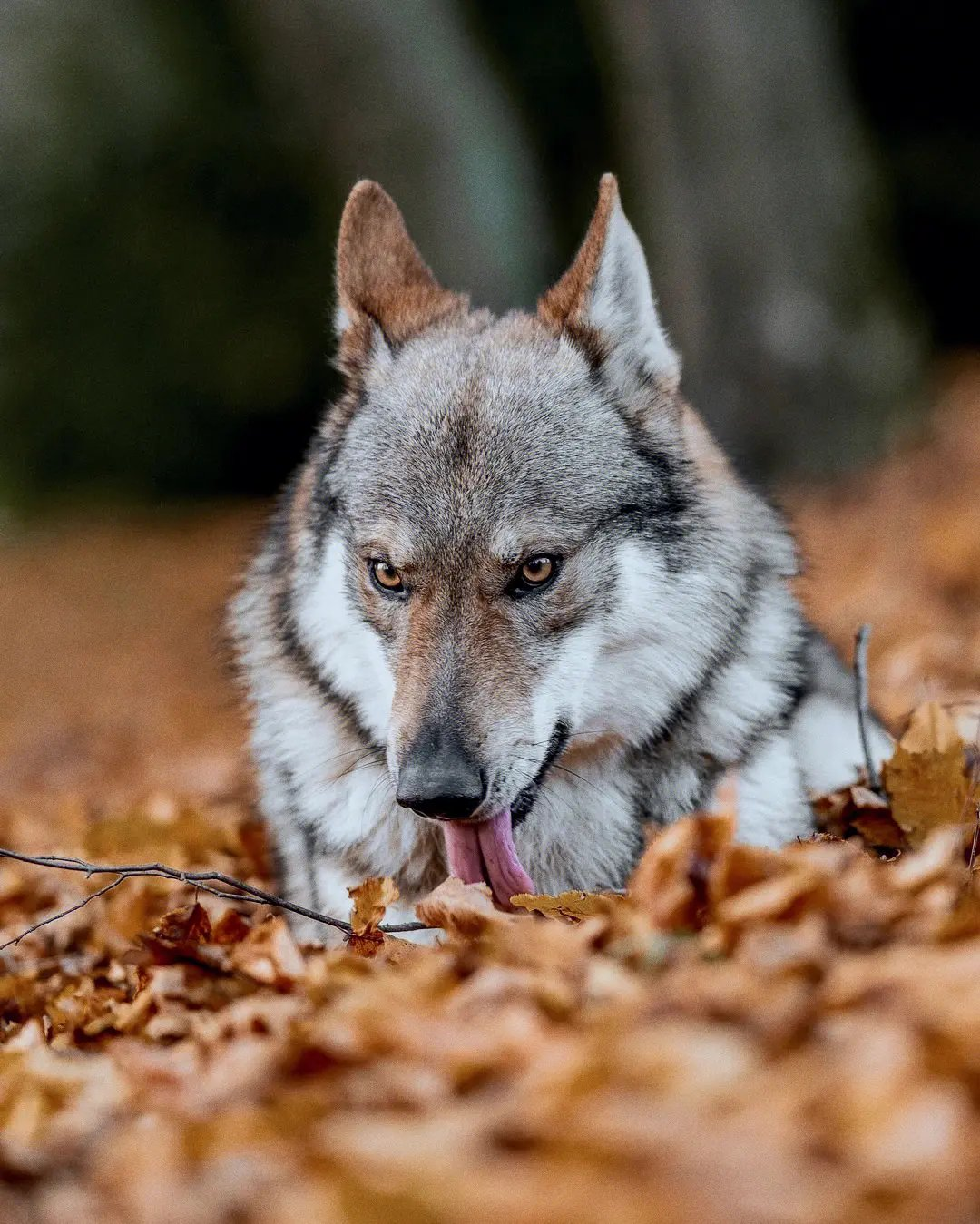 捷克浪犬图片