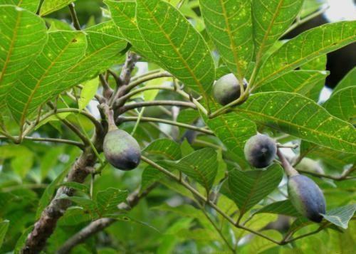 哲理故事《颅榄树的重生》