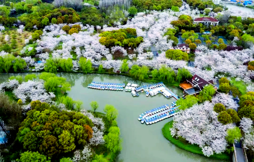 上海樱花节:顾村公园云赏樱全攻略