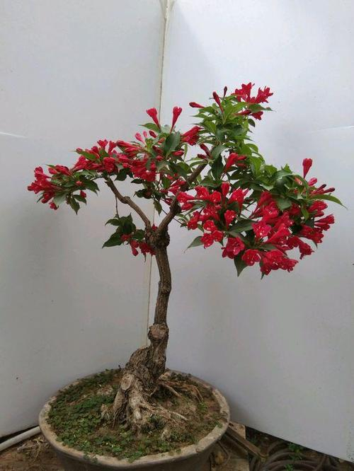 人间富贵花,说的就是红王子锦带花了吧