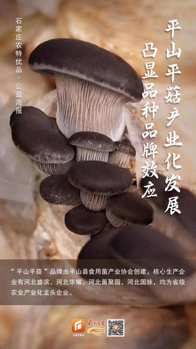 平菇8129品种介绍图片