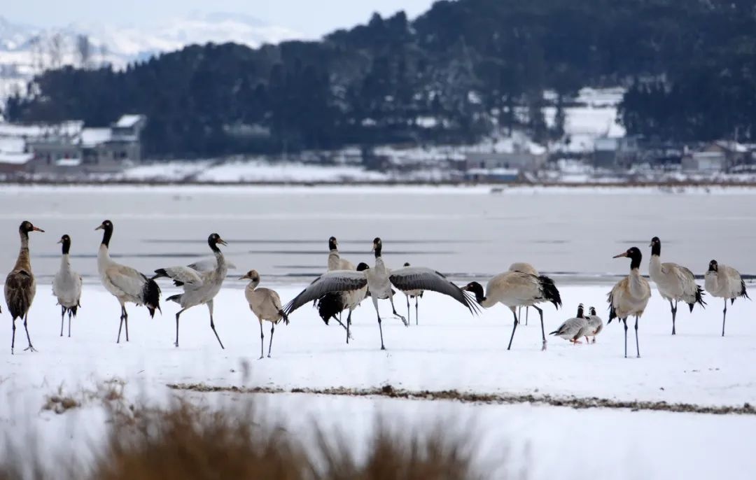 威宁草海:2000多只黑颈鹤"与雪共舞"