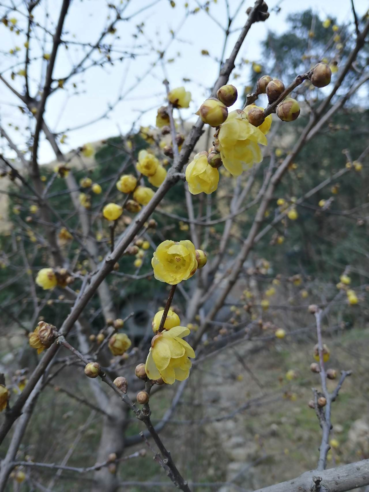 九峰山蜡梅盛开,吸引各地游客打卡