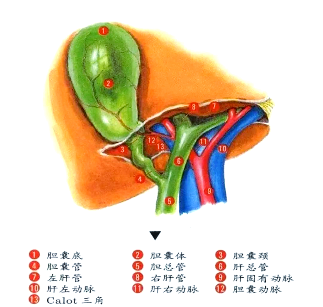 胆囊三角:解剖结构与临床意义探析