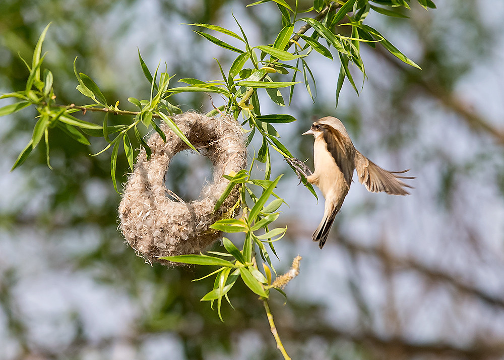 同样是鸟类,为什么不同鸟的筑巢习性差异很大?
