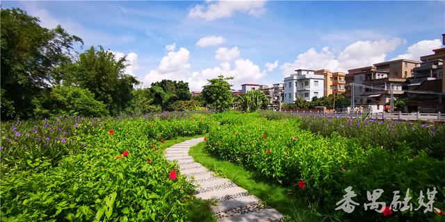 古榕树,河涌,鱼塘,绿地构成番禺这个乡村公园的夏日靓景