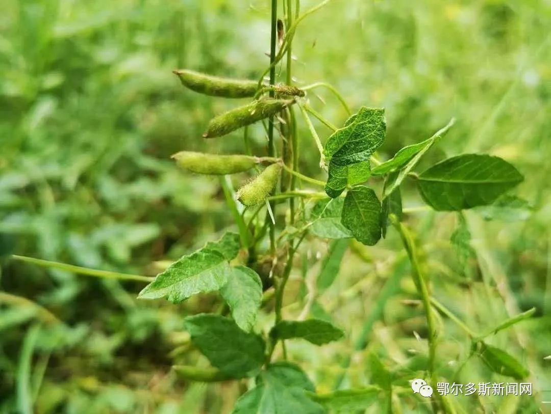 鄂尔多斯这里惊现野大豆!是国家重点保护野生植物!