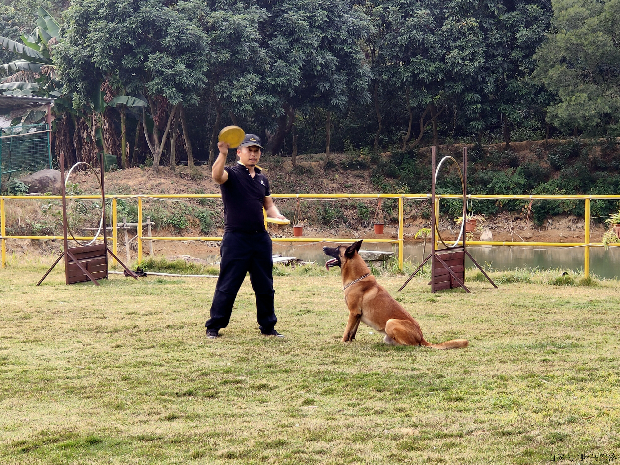 訓犬訓狗推薦專業靠譜的寵物學校——中山伊甸園訓犬基地