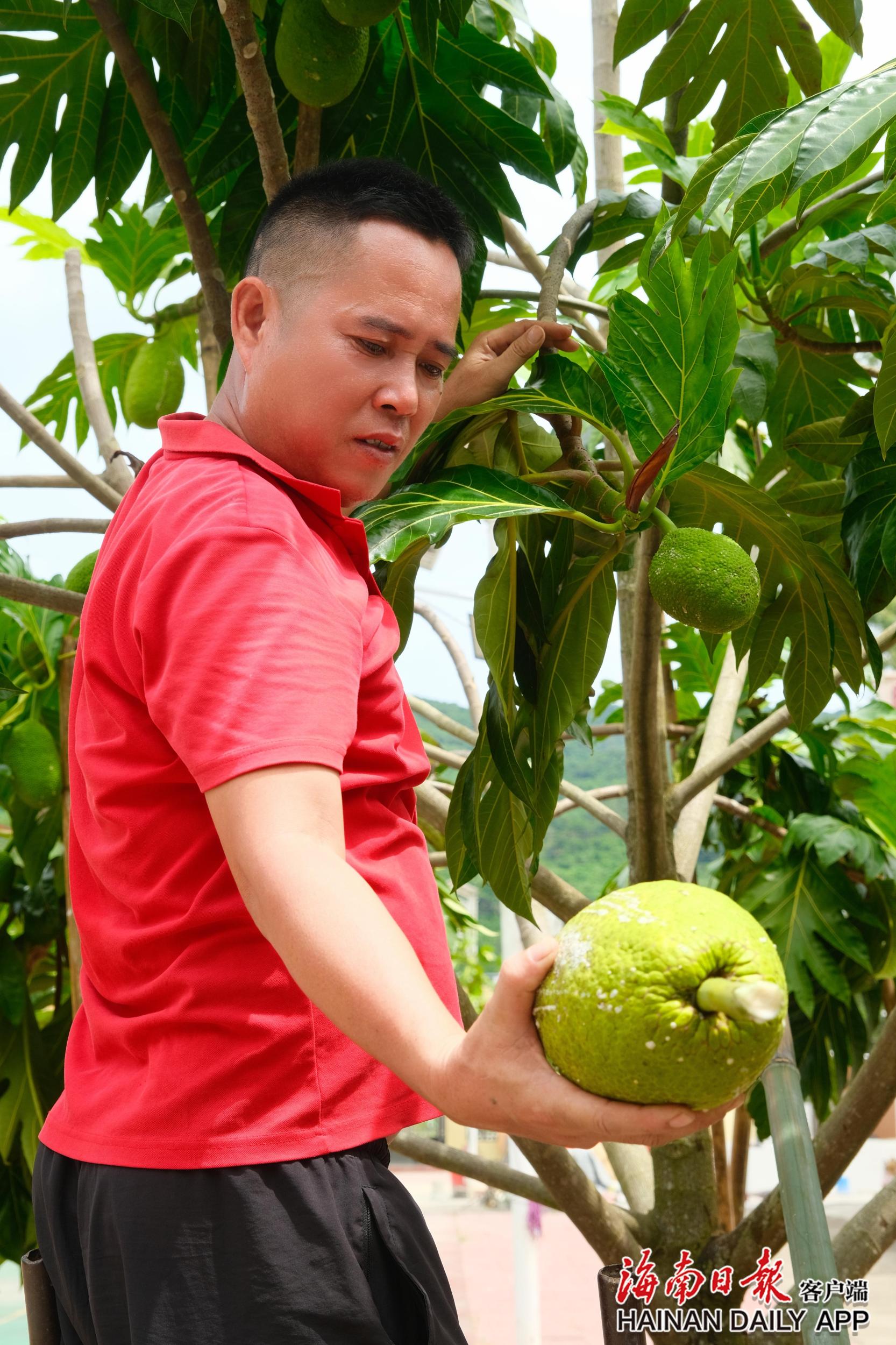 可以煎着吃的水果 万宁南桥镇首批面包果上市