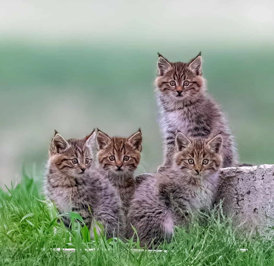 2024年青海野生动物摄影大赛哺乳类图片组获奖作品展示