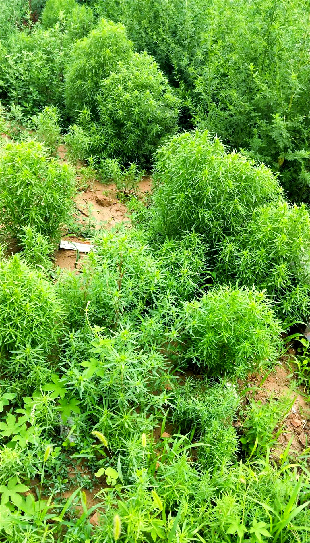 扫帚苗:一种被忽视的野菜宝藏