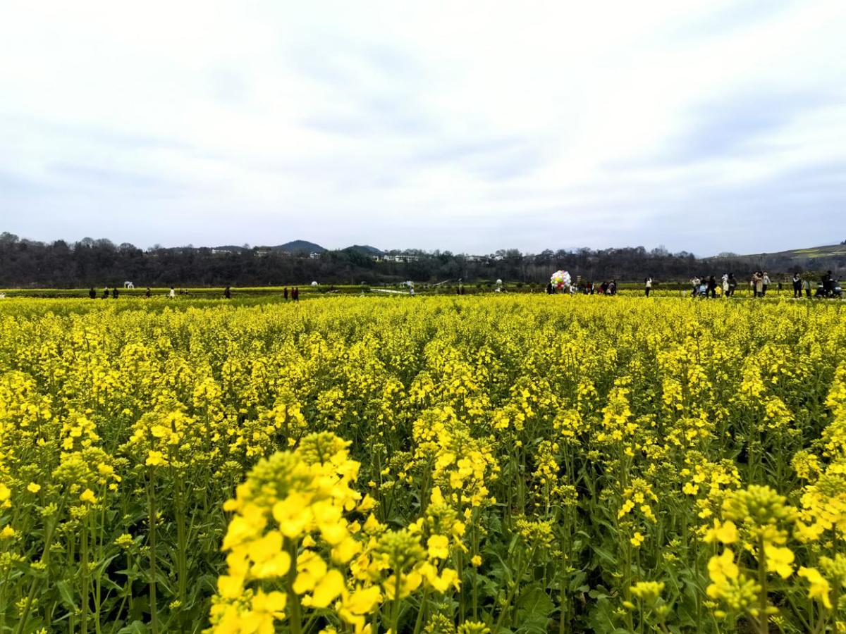 百万亩油菜花竞相绽放|2024最美油菜花海汉中旅游文化节启动