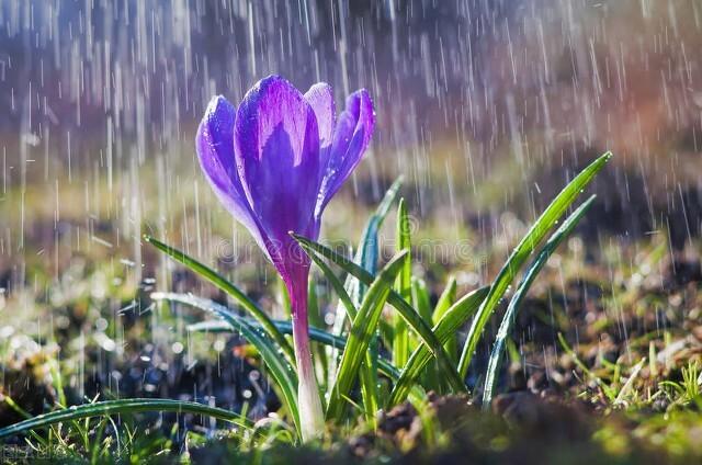 原創現代詩春雨(外一首)